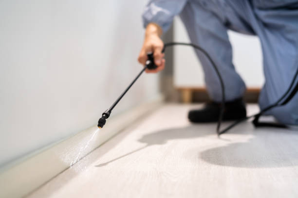 Licensed Termite Control service in Bellmawr, NJ - Nex Pest Control